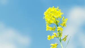 0427年収３６０万の人でも、年収１８００万の人と同じ暮らしを送る方法 (1)