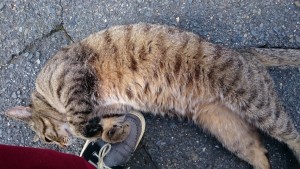 0721 物件無料ゲットの3奥義 ～その１～